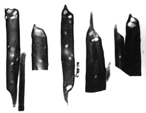 BryoMASCELS300.jpg (18336 bytes)