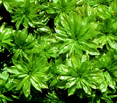 BryoRrhodobryumPlantsTopCrop.jpg (65501 bytes)