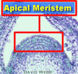 ColeusLargSAMHueBlueLabCrop.jpg (42611 bytes)