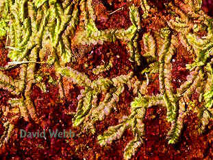 JungHabitat-1Crop.jpg (187532 bytes)