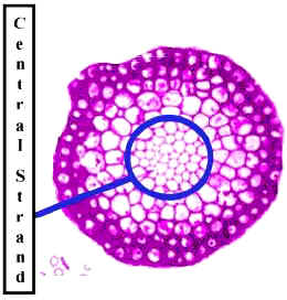 JungHaplocs240Lab.jpg (52533 bytes)