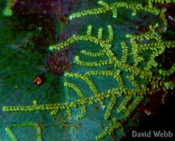 JungLeafyONLeafyCrop.jpg (132774 bytes)