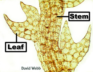 JungLeavesTransLab300.jpg (69798 bytes)