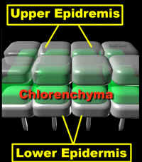 LayersChlorRhiz3D400Lab.jpg (96227 bytes)