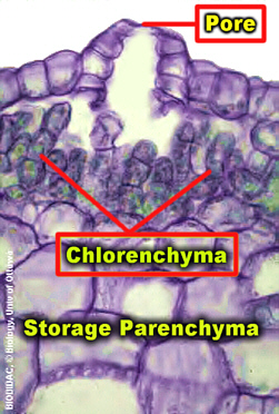 MarchantiaPoreLSColrBIODHueLab250.jpg (87194 bytes)