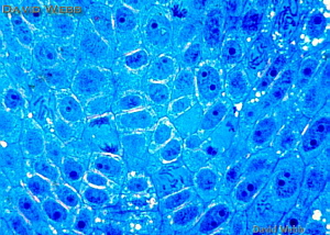 RAMCtrCycadOpen300.jpg (105134 bytes)