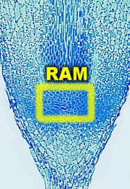 RAMCycadLM200Lab.jpg (16559 bytes)