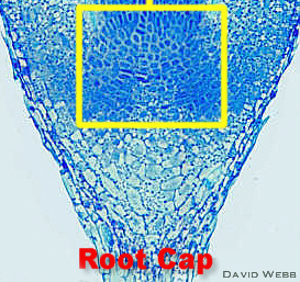 RAMCycadLM300LabCrop.jpg (110724 bytes)