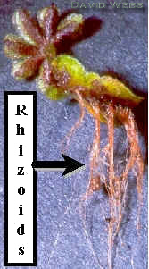 Rhizoids240Lab.jpg (68292 bytes)