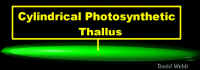 ShapeCylLab400.jpg (33843 bytes)