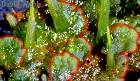 AnthThallusSporoPhyt2CropOutLine.jpg (72405 bytes)