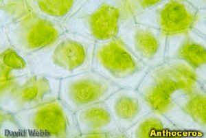 AnthoChlplasts400.jpg (75663 bytes)