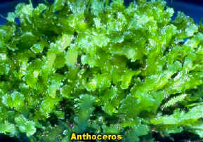 AnthoThalusAtypCropLab.jpg (144653 bytes)