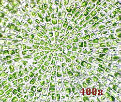 Coleo400-250.jpg (92737 bytes)