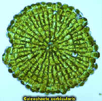 ColeoCorbicularis250.jpg (81004 bytes)
