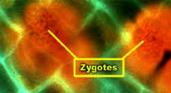 Coleochaete-fluor-plastids-ZygoteCropLab.jpg (48166 bytes)