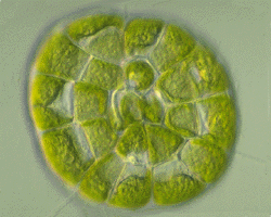 Coleochaete2.gif (84175 bytes)