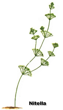 NitellaDrawColor.jpg (30456 bytes)