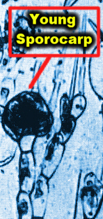 SporocarpYoung.jpg (86366 bytes)