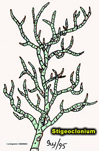 StigeocloniumBIOD300Hue200.jpg (66142 bytes)