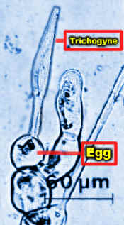 TrichogyneLab.jpg (74883 bytes)