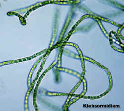 klebsormidium.jpg (104386 bytes)