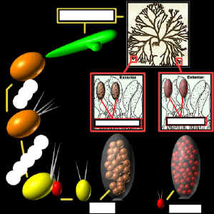 CodiumLCUnlab.jpg (160779 bytes)