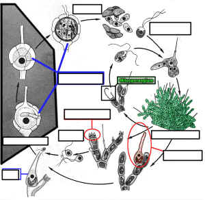 ColeochaeteLCUnlab.jpg (195522 bytes)