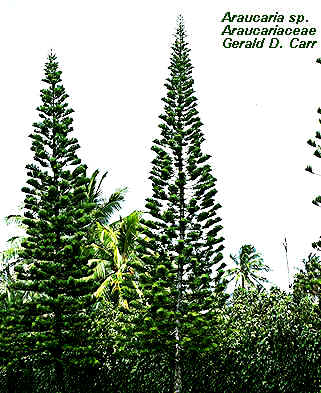 AraucariaTrees.jpg (31915 bytes)