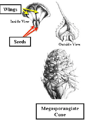ConeScaleDiagLab.jpg (85040 bytes)