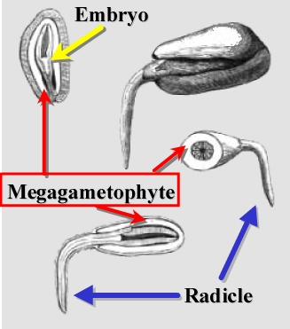 GermStagesLab.jpg (54263 bytes)