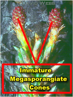 ImatureSeedConesLab.jpg (86783 bytes)