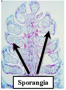 MicrosporConeMicro240Lab.jpg (33034 bytes)