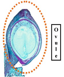 PodOvulSimpLab.jpg (20819 bytes)