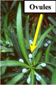 PodoLeavesOvules200Lab.jpg (20946 bytes)