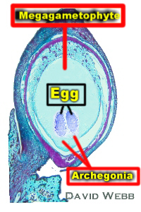 PodoOvuleLongiEggComboLab.jpg (60451 bytes)