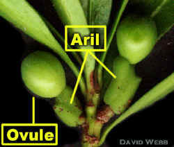 PodoOvulePairLab400.jpg (125980 bytes)