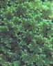Azolla.jpg (191161 bytes)