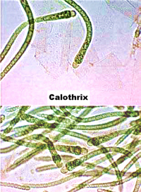 CalothrixPairCropHue200.jpg (65118 bytes)