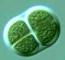 ChrococcusNihonCrop.jpg (23977 bytes)