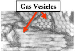 GasVesicleLab.jpg (66229 bytes)