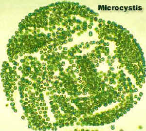 MicrocystisLab.jpg (147108 bytes)