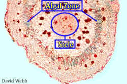 NodAZCycasXSCommercLowMagLab.jpg (152965 bytes)