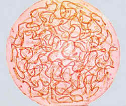 NostoColony.jpg (184307 bytes)