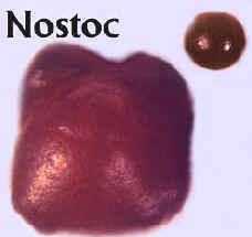 NostocNodulesCropHueLab.jpg (33078 bytes)