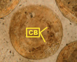 OoidGrain300Lab.jpg (38886 bytes)