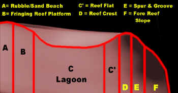 Reef-3D-Lab.jpg (81644 bytes)