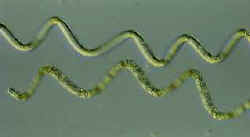 SpirulinaB.jpg (4316 bytes)
