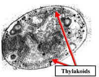 ThylakoidsAnabaena300Lab.jpg (42378 bytes)