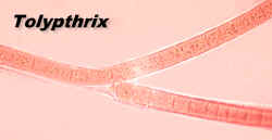 Tolypothrix.jpg (27979 bytes)